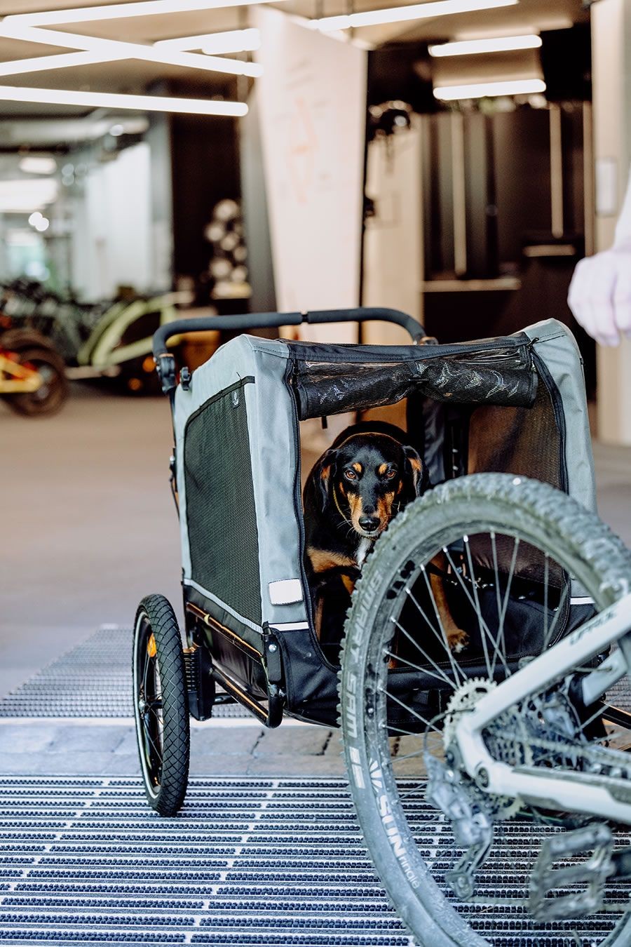 Hund im Fahrradanhänger in einem modernen Geschäftsumfeld