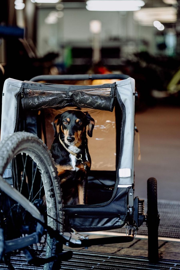 Ein Hund sitzt in einem Fahrradanhänger in einer Werkstatt