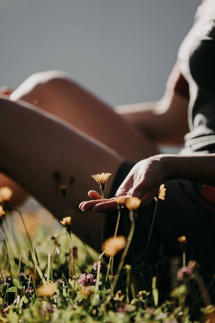 Hand hält eine gelbe Blume inmitten einer blühenden Wiese im Sonnenlicht